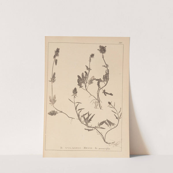 Herbier de la flore française Pl.0886 by Louis Antoine Cusin