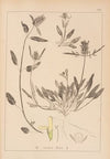 Herbier de la flore française Pl.0887