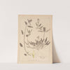 Herbier de la flore française Pl.0887 by Louis Antoine Cusin