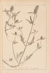 Herbier de la flore française Pl.0888