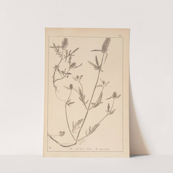 Herbier de la flore française Pl.0888 by Louis Antoine Cusin