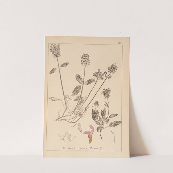 Herbier de la flore française Pl.0889 by Louis Antoine Cusin