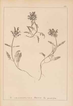 Herbier de la flore française Pl.0890