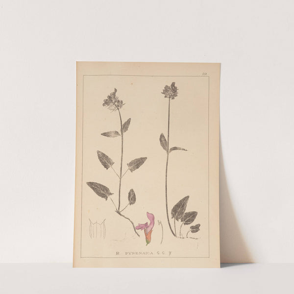 Herbier de la flore française Pl.0891 by Louis Antoine Cusin