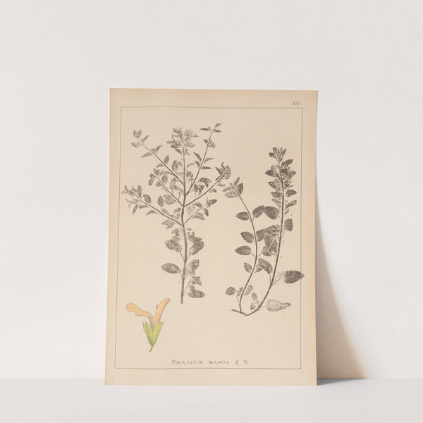 Herbier de la flore française Pl.0893 by Louis Antoine Cusin