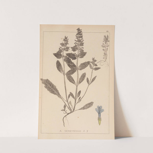 Herbier de la flore française Pl.0896 by Louis Antoine Cusin