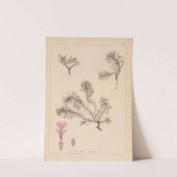 Herbier de la flore française Pl.0898 by Louis Antoine Cusin