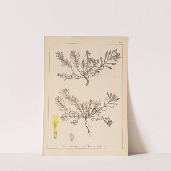 Herbier de la flore française Pl.0899 by Louis Antoine Cusin