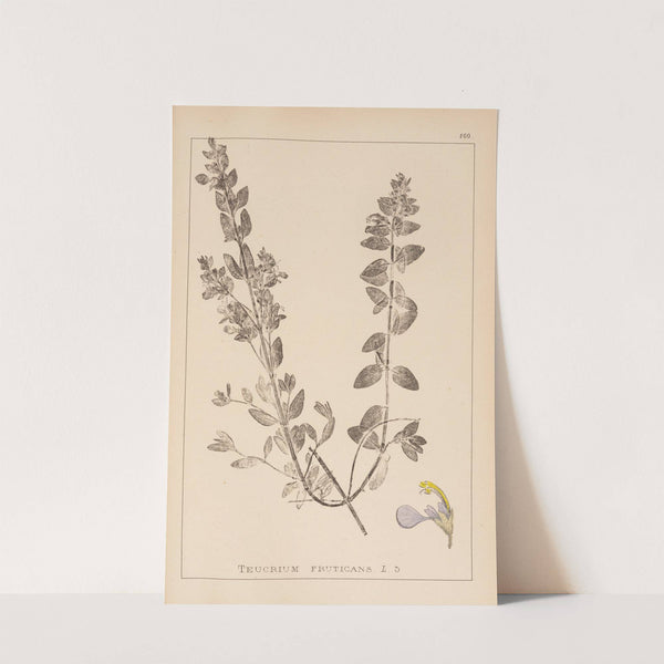 Herbier de la flore française Pl.0900 by Louis Antoine Cusin