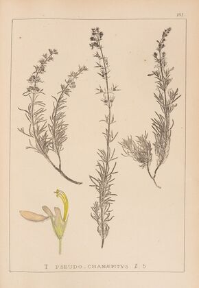 Herbier de la flore française Pl.0901