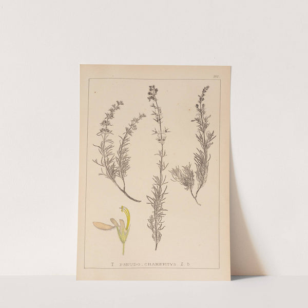 Herbier de la flore française Pl.0901 by Louis Antoine Cusin