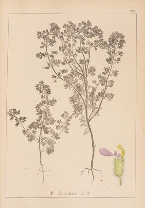 Herbier de la flore française Pl.0902