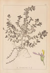 Herbier de la flore française Pl.0903