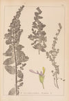 Herbier de la flore française Pl.0904