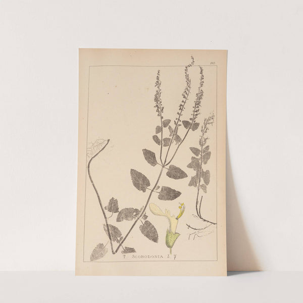 Herbier de la flore française Pl.0905 by Louis Antoine Cusin