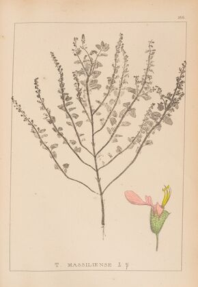 Herbier de la flore française Pl.0906
