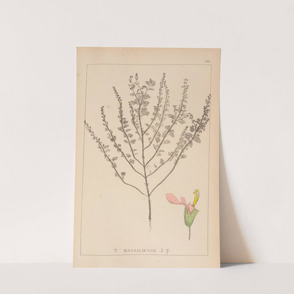 Herbier de la flore française Pl.0906 by Louis Antoine Cusin