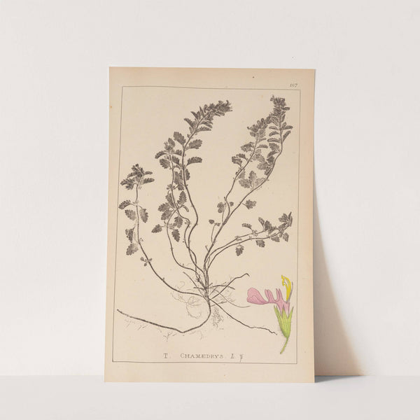 Herbier de la flore française Pl.0907 by Louis Antoine Cusin