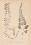Herbier de la flore française Pl.0908