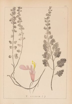 Herbier de la flore française Pl.0908