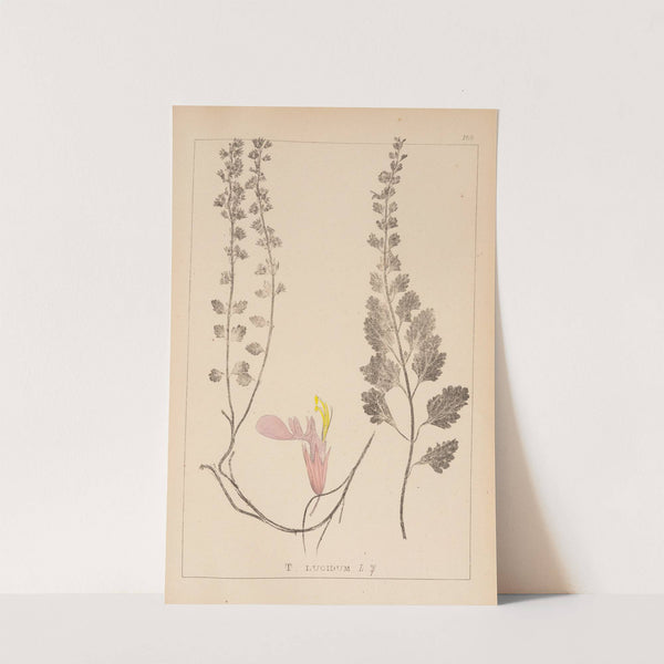 Herbier de la flore française Pl.0908 by Louis Antoine Cusin