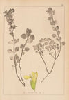 Herbier de la flore française Pl.0909