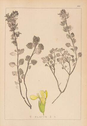 Herbier de la flore française Pl.0909