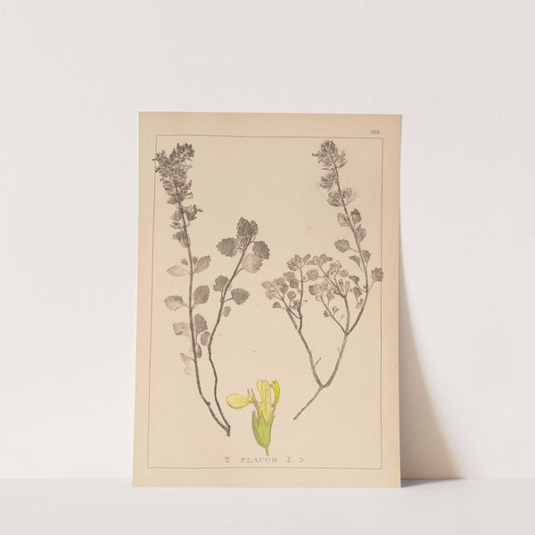 Herbier de la flore française Pl.0909 by Louis Antoine Cusin