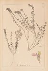Herbier de la flore française Pl.0910