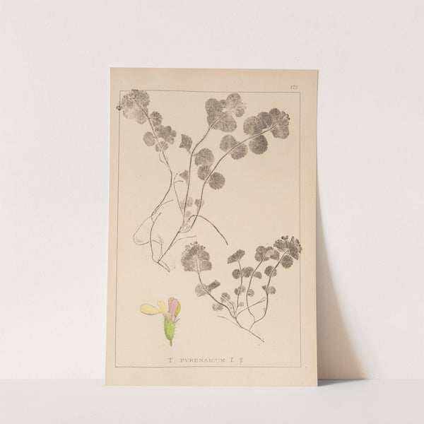 Herbier de la flore française Pl.0911 by Louis Antoine Cusin