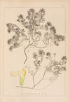 Herbier de la flore française Pl.0912