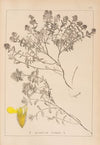 Herbier de la flore française Pl.0913
