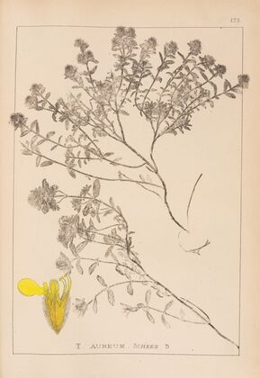 Herbier de la flore française Pl.0913