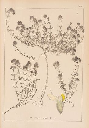 Herbier de la flore française Pl.0914