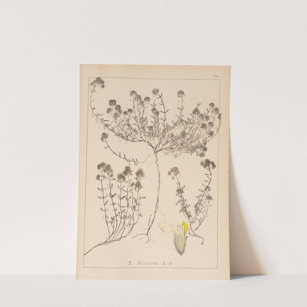 Herbier de la flore française Pl.0914 by Louis Antoine Cusin