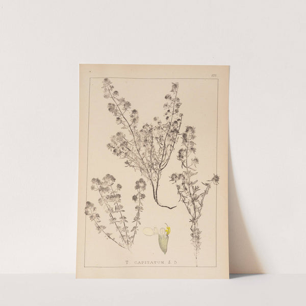 Herbier de la flore française Pl.0915 by Louis Antoine Cusin