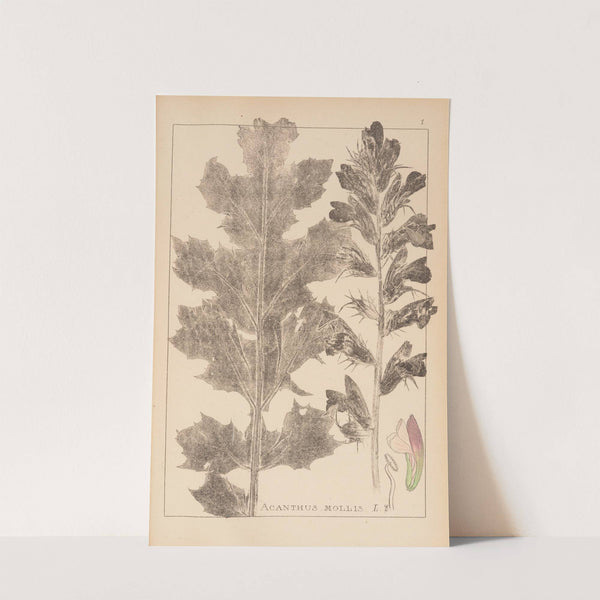 Herbier de la flore française Pl.0916 by Louis Antoine Cusin
