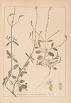 Herbier de la flore française Pl.0917