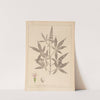 Herbier de la flore française Pl.0918 by Louis Antoine Cusin