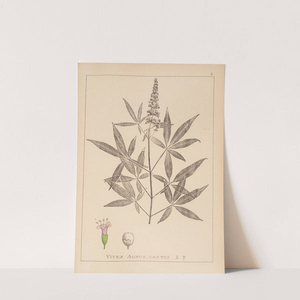 Herbier de la flore française Pl.0918 by Louis Antoine Cusin