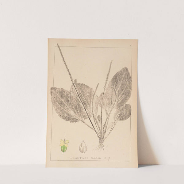 Herbier de la flore française Pl.0919 by Louis Antoine Cusin