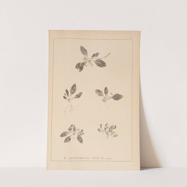 Herbier de la flore française Pl.0921 by Louis Antoine Cusin