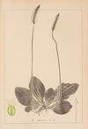 Herbier de la flore française Pl.0923