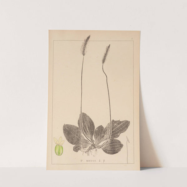 Herbier de la flore française Pl.0923 by Louis Antoine Cusin