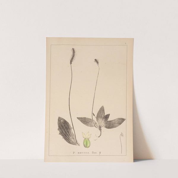 Herbier de la flore française Pl.0924 by Louis Antoine Cusin