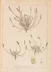 Herbier de la flore française Pl.0925