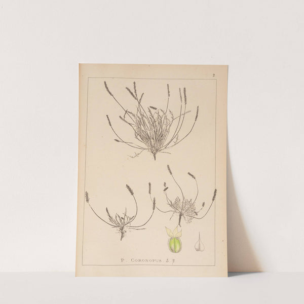 Herbier de la flore française Pl.0925 by Louis Antoine Cusin