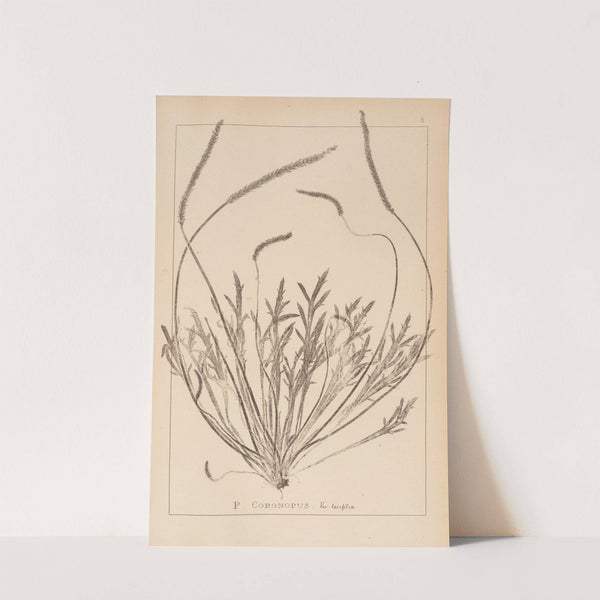 Herbier de la flore française Pl.0926 by Louis Antoine Cusin