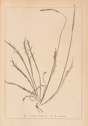 Herbier de la flore française Pl.0927