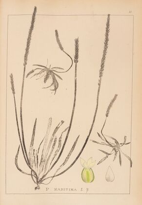 Herbier de la flore française Pl.0929
